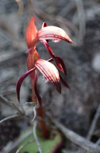 Pyrorchis  - Red beaked orchid-DSC_6960.JPG